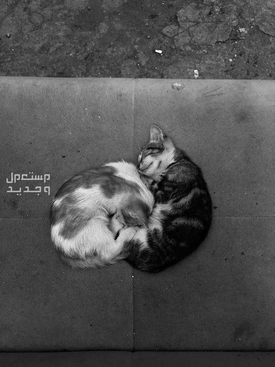 تعلم كيف تبحث عن قطط للتبني وطرق الوقاية من الأمراض في مصر قطط تشعر بالبرد