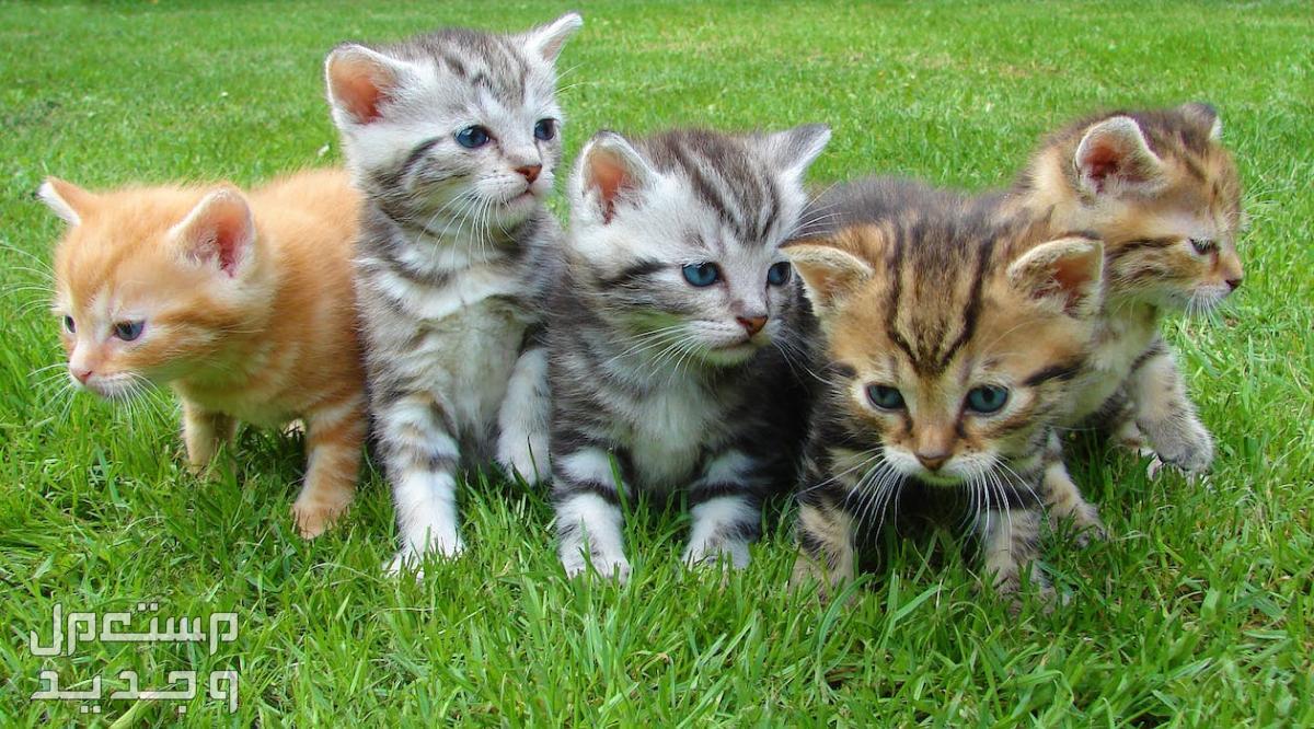 تعلم كيف تبحث عن قطط للتبني وطرق الوقاية من الأمراض في مصر قطط صغيرة بلا مأوى