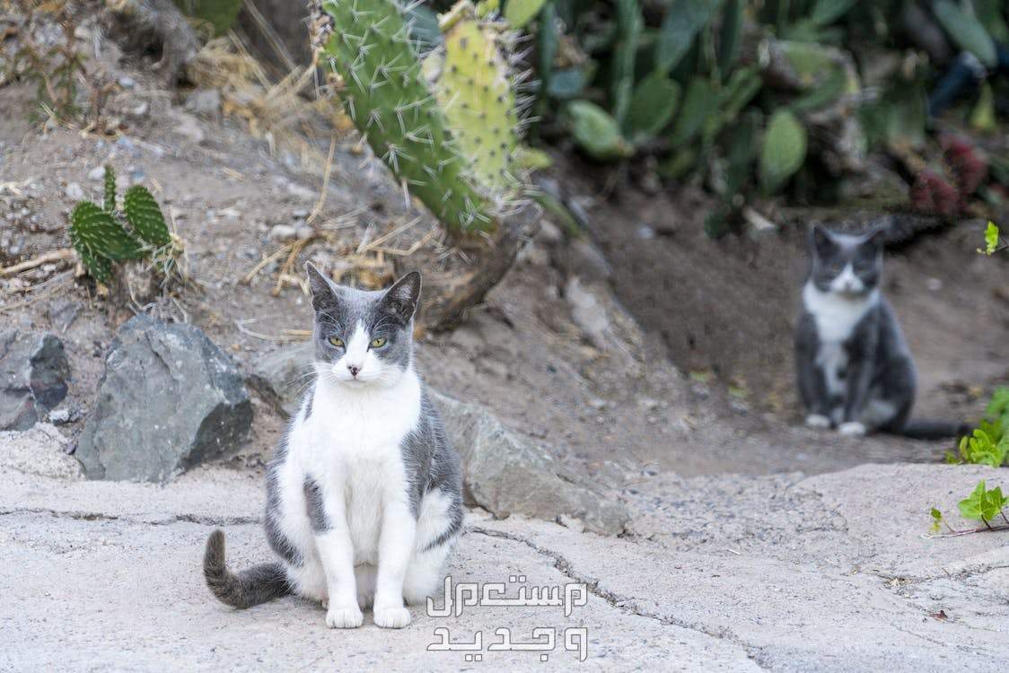 تعلم كيف تبحث عن قطط للتبني وطرق الوقاية من الأمراض في مصر قطط شوارع
