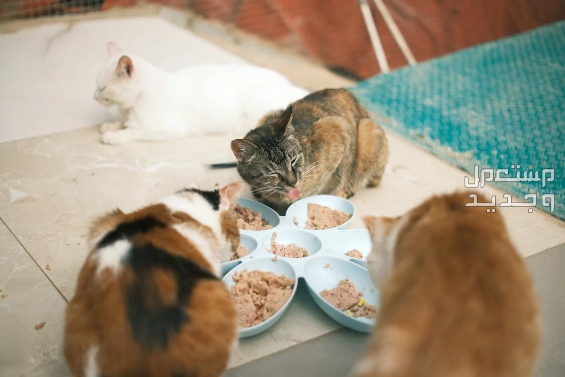 تعلم كيف تبحث عن قطط للتبني وطرق الوقاية من الأمراض في الإمارات العربية المتحدة قطط تأكل