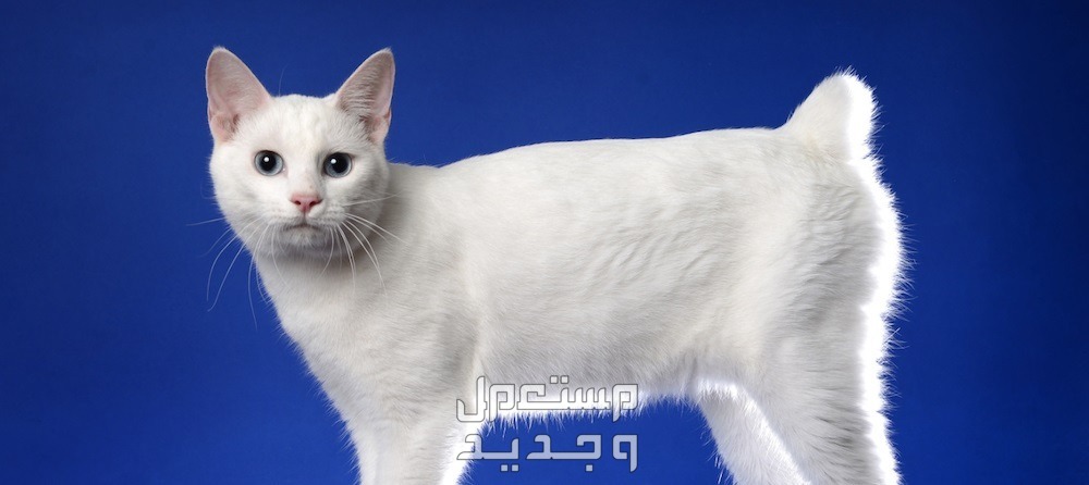 تعرف على أغرب أنواع القطط الأليفة وخصائصها الفريدة القط الياباني قصير الذيل