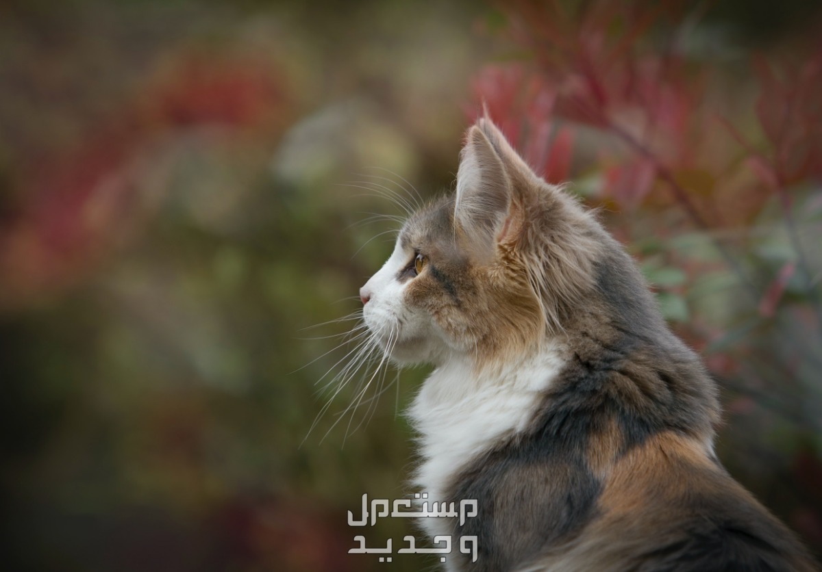 تعرف على أغرب أنواع القطط الأليفة وخصائصها الفريدة قط بالغ