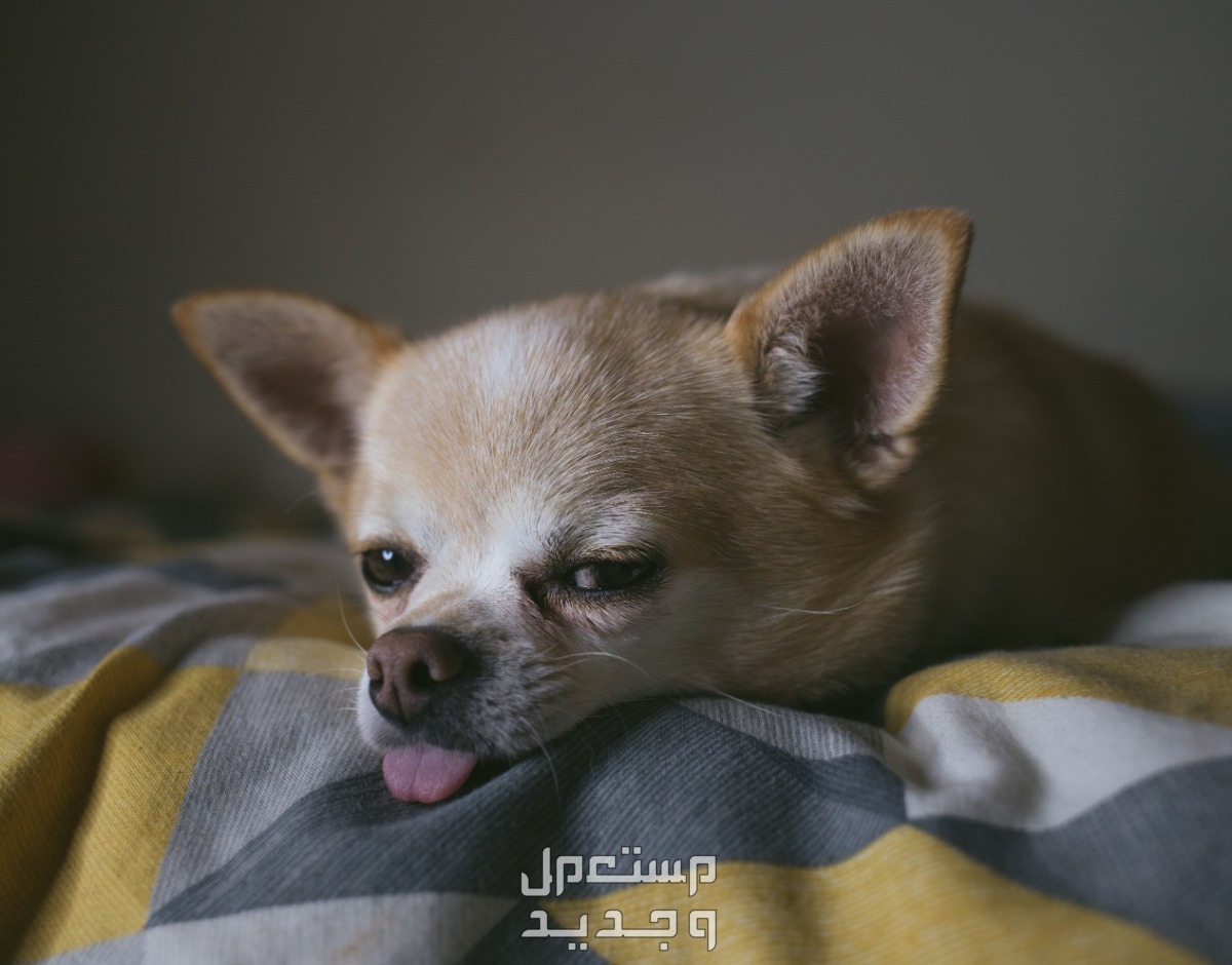تعرف على كل شيء يخص كلب شيواوا كلب شيواوا مرهق
