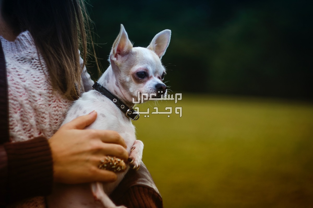 تعرف على كل شيء يخص كلب شيواوا كلب شيواوا بشعر قصير