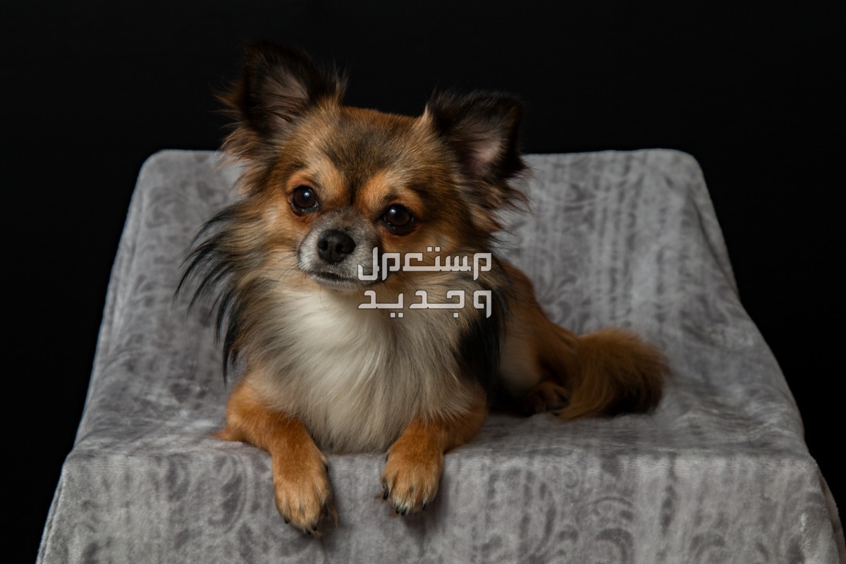 تعرف على كل شيء يخص كلب شيواوا شيواوا بشعر طويل