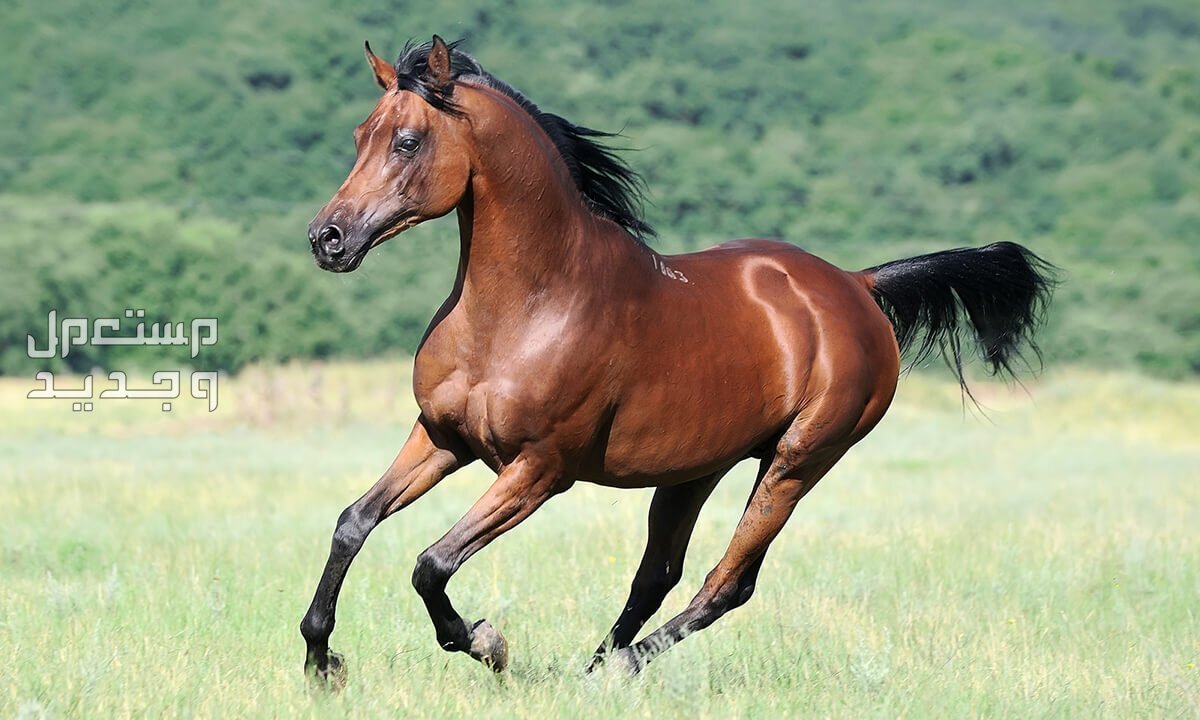 تعرف على كل ما يخص الخيل العربي خيل بني يركض