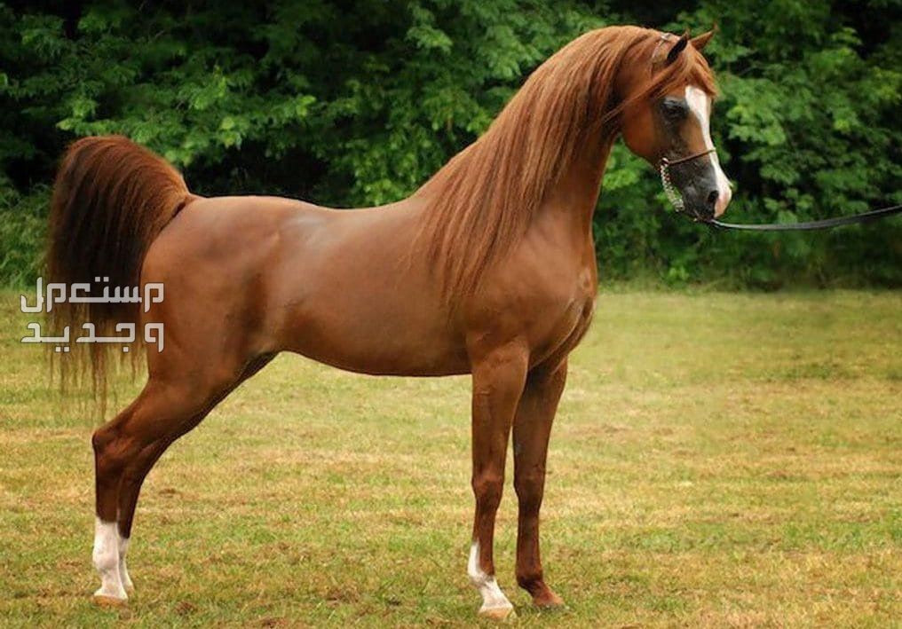 تعرف على كل ما يخص الخيل العربي خيل عربي بني