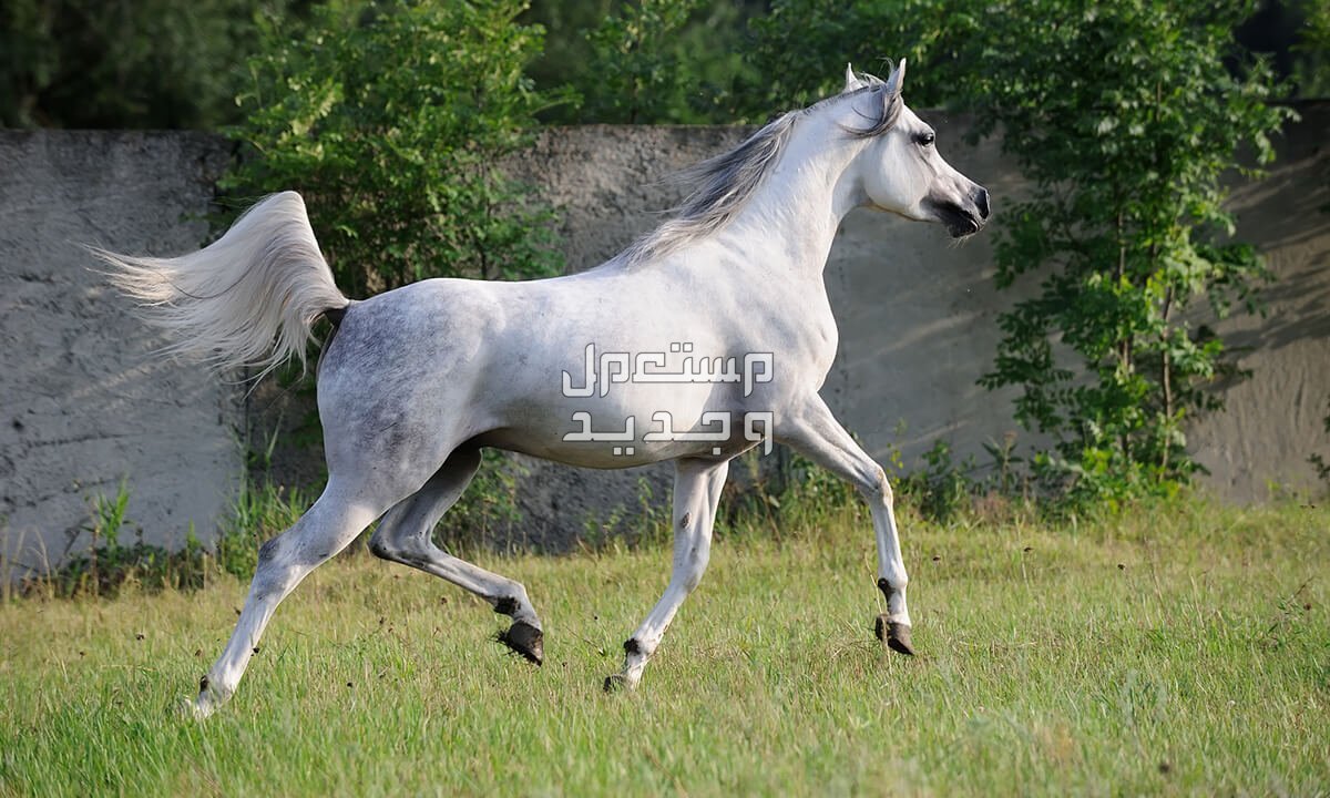 تعرف على كل ما يخص الخيل العربي خيل عربي أبيض