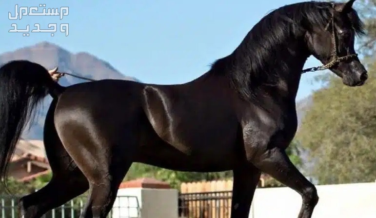 تعرف على كل ما يخص الخيل العربي حصان عربي أسود