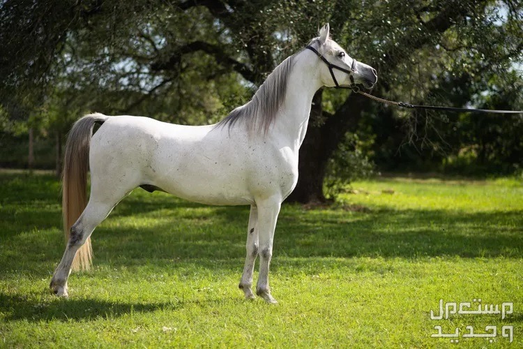 تعرف على كل ما يخص الخيل العربي حصان عربي أبيض