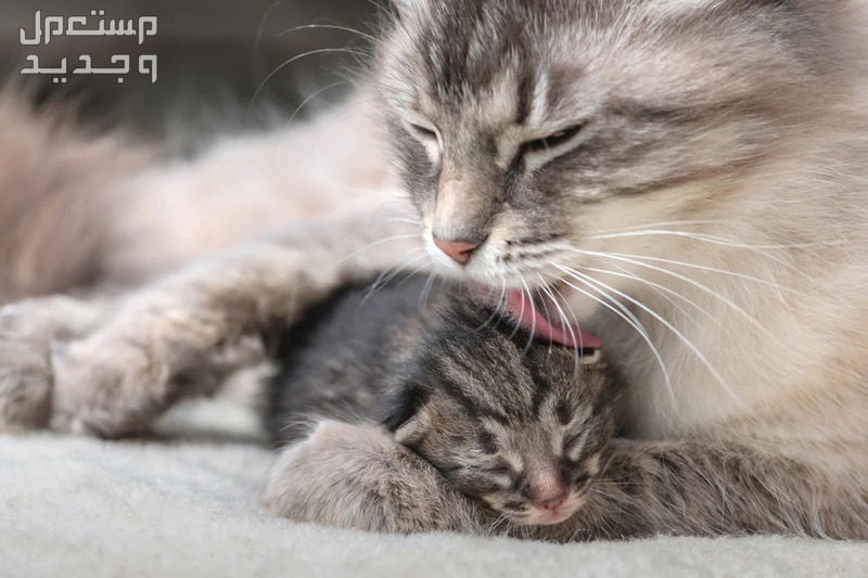 تعرف على عمر القطط المناسب للولادة القطة الأم وقطها الصغير