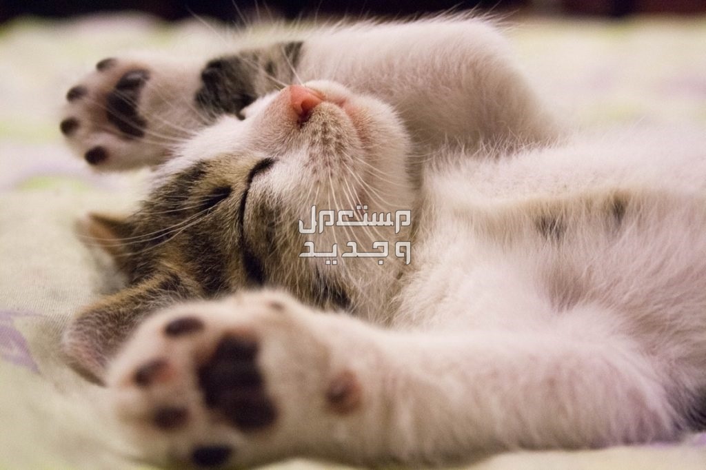 تعرف على عمر القطط المناسب للولادة في الإمارات العربية المتحدة ملامح رائعة لقط صغير