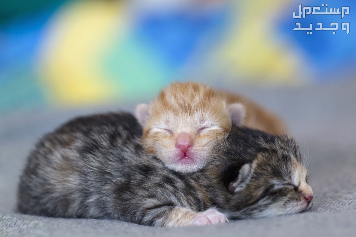 تعرف على عمر القطط المناسب للولادة في الإمارات العربية المتحدة قطتين صغيرتين