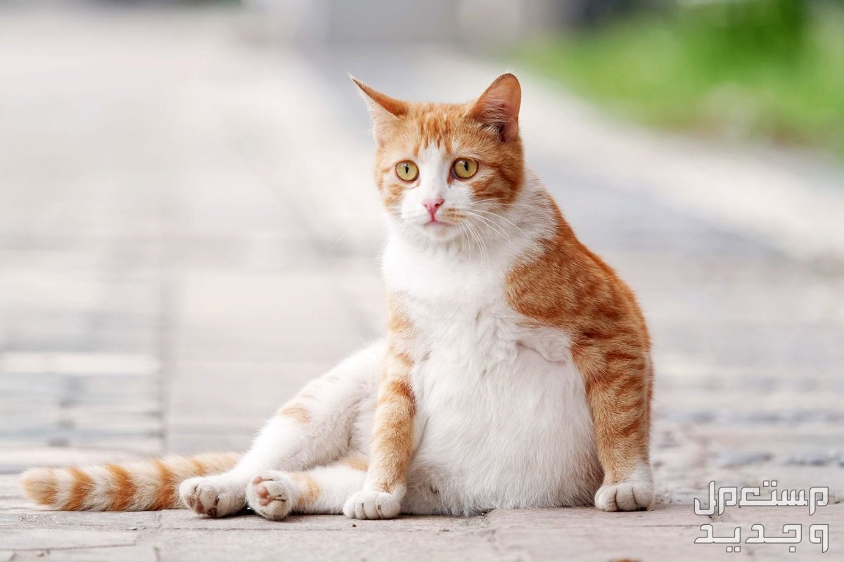 تعرف على عمر القطط المناسب للولادة في الإمارات العربية المتحدة قطة حامل