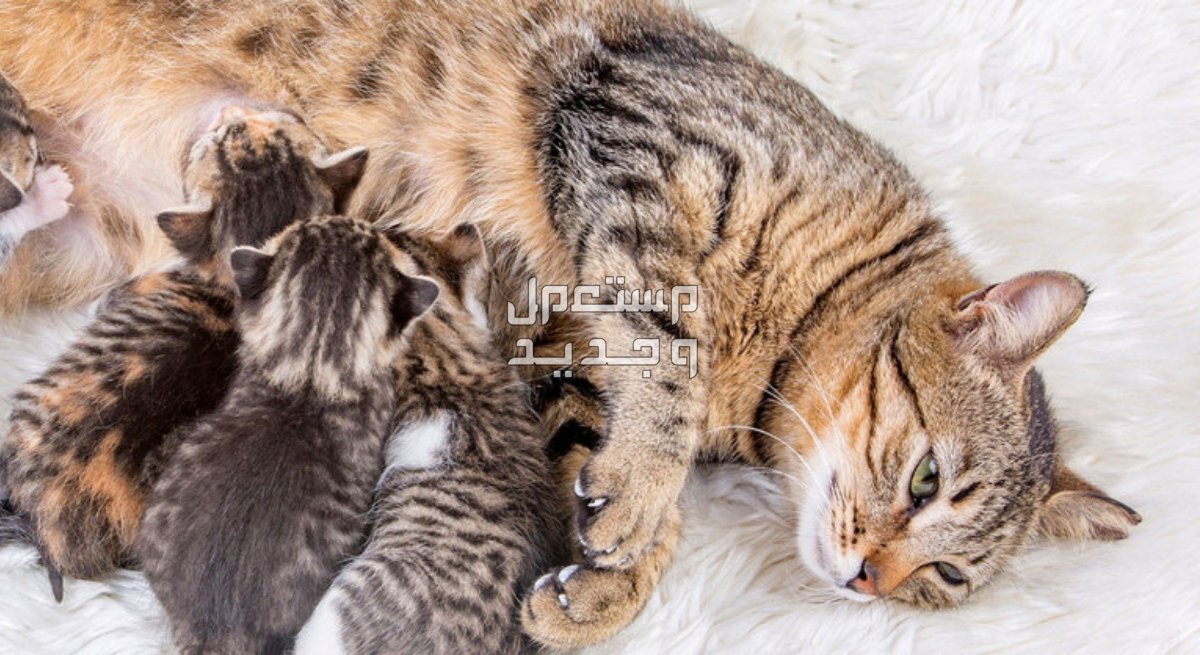 تعرف على عمر القطط المناسب للولادة في الإمارات العربية المتحدة قطط صغيرة ترضع