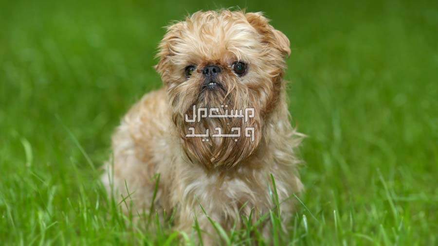 تعرف على كل ما يخص كلب جريفون كلب جريفون بشعر كثيف