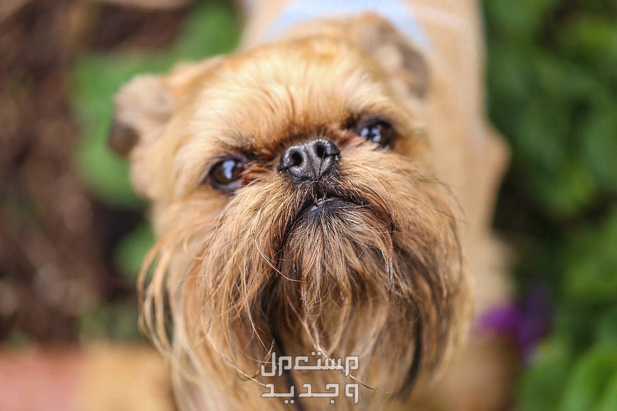 تعرف على كل ما يخص كلب جريفون في الإمارات العربية المتحدة صورة لطيفة لكلب جريفون