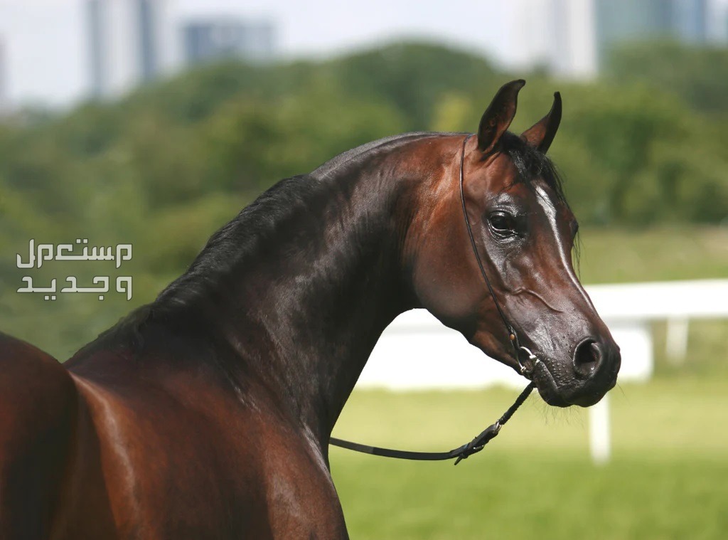 خيل عربي اصيل ملك الفخامة والجمال تعرف عليه خيل عربي اصيل غامق اللون