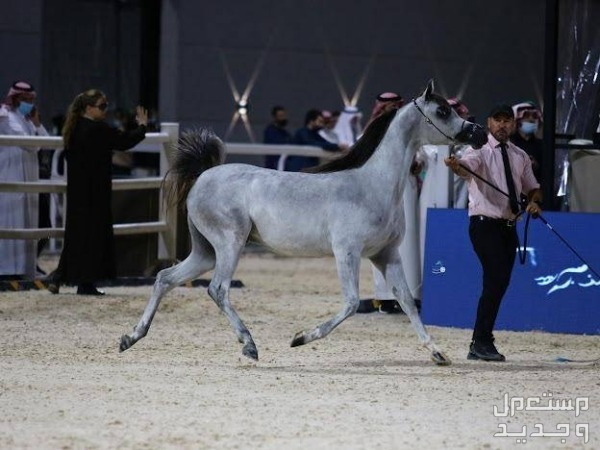 خيل عربي اصيل ملك الفخامة والجمال تعرف عليه خيل عربي في ألعاب الرياضة