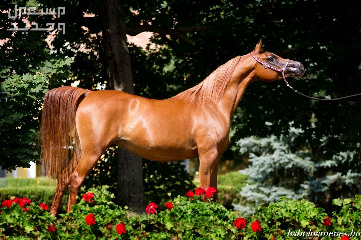 خيل عربي اصيل ملك الفخامة والجمال تعرف عليه رشاقة ملحوظة للخيل العربي