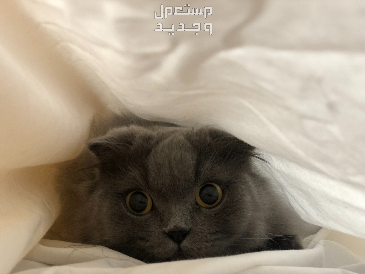 شاهد صور قطه سكوتش بأذن مطوية وتعرف على أبرز مميزاتها قط سكوتش يختبيء