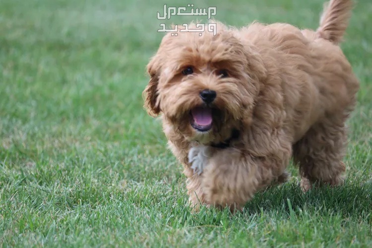 أشهر انواع الكلاب الصغيرة بالصور 2025.. أجمل السلالات كلب مالطي بني