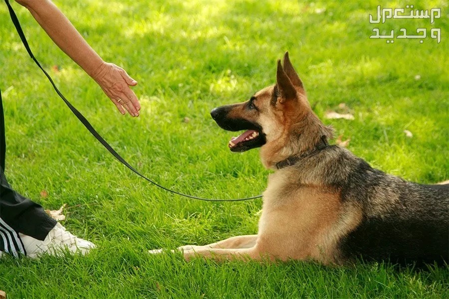 كيف تتعلم تدريب الكلاب بسهولة وفاعلية في السعودية كلب يستمع للأوامر