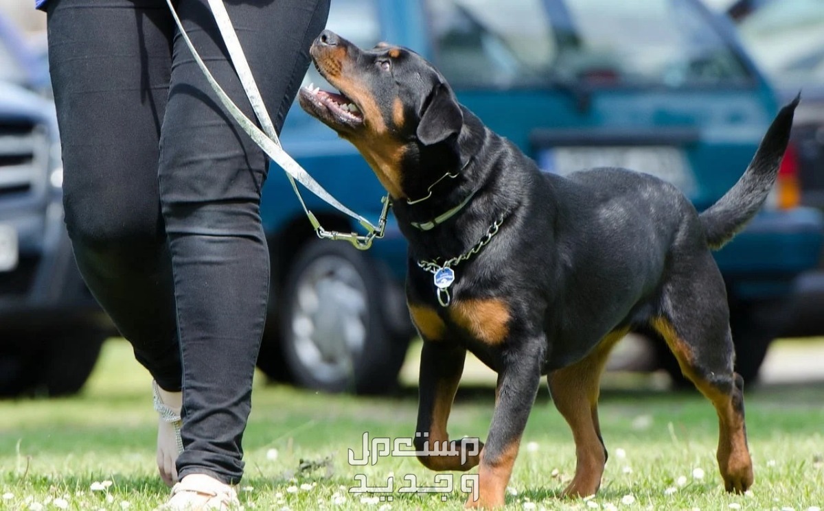 كيف تتعلم تدريب الكلاب بسهولة وفاعلية في الكويت كلب روت وايلر يستمتع بالمشي