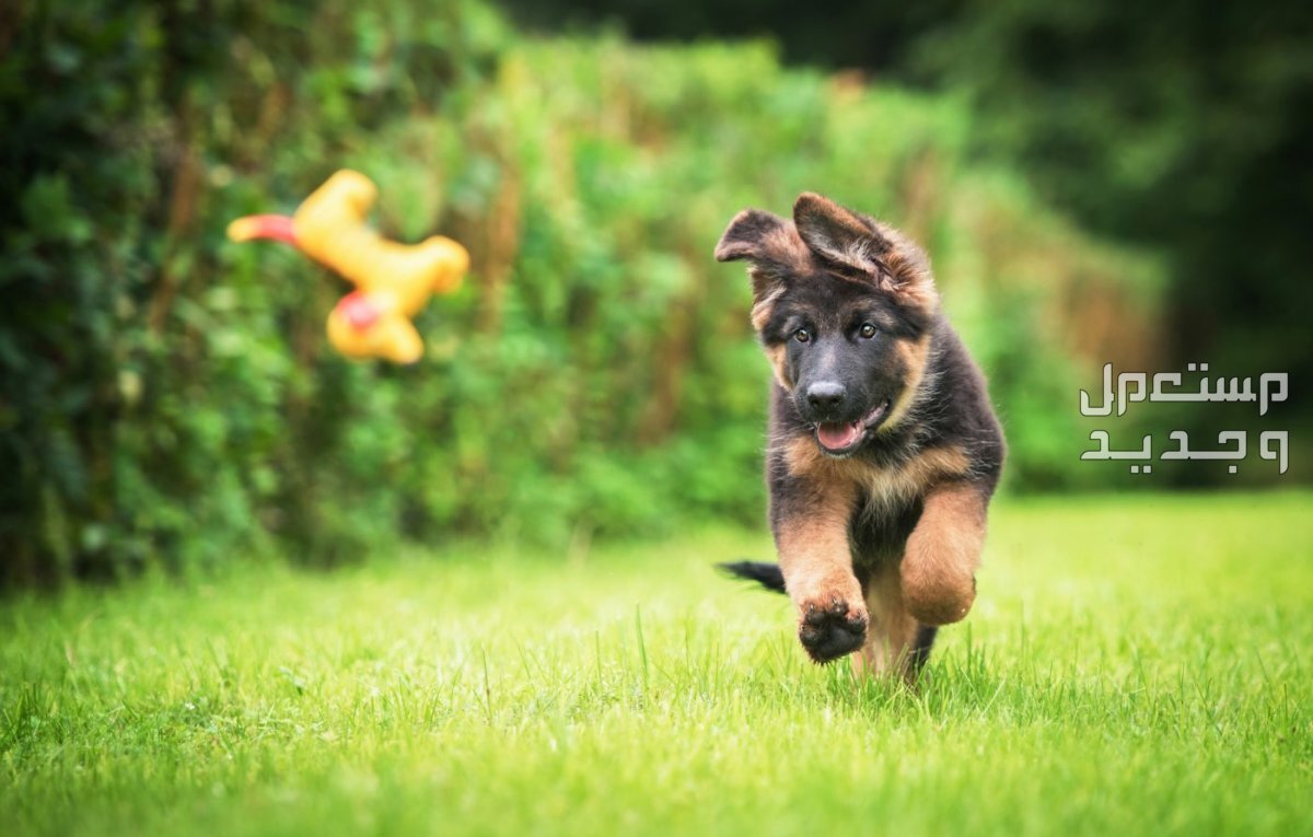 كيف تتعلم تدريب الكلاب بسهولة وفاعلية في الكويت كلب صغير يركض