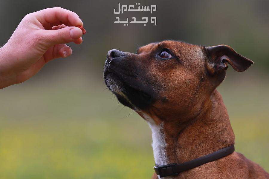 كيف تتعلم تدريب الكلاب بسهولة وفاعلية كلب يتدرب
