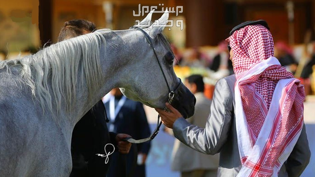 دليلك الشامل لبناء علاقة قوية مع الخيول في السعودية علاقة جيدة بين رجل سعودي وحصانه