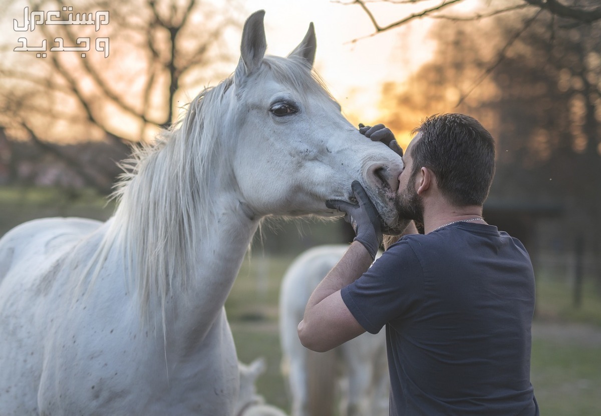دليلك الشامل لبناء علاقة قوية مع الخيول في السعودية شخص يقبل حصانه