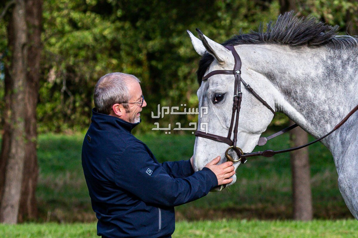دليلك الشامل لبناء علاقة قوية مع الخيول في السعودية حصان أبيض مع صاحبه