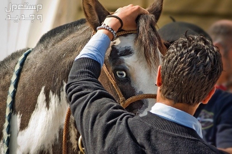 دليلك الشامل لبناء علاقة قوية مع الخيول في السعودية تواصل إيجابي مع الحصان