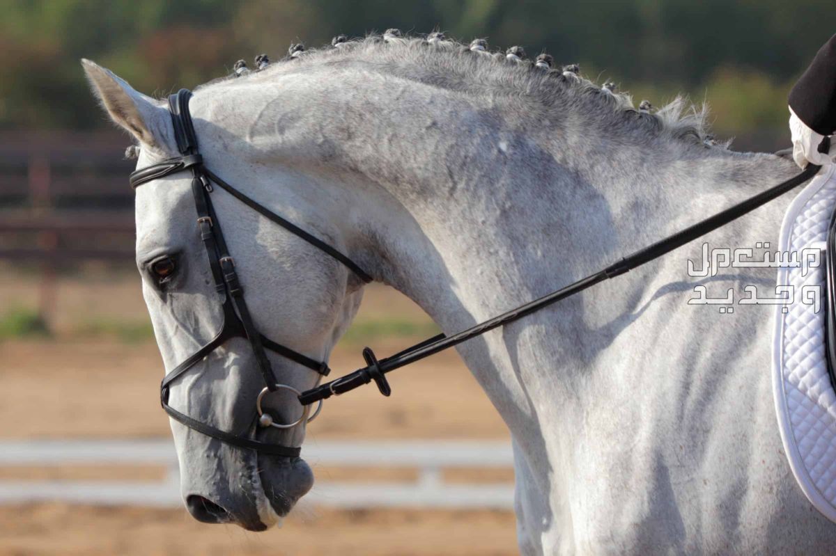 دليلك الشامل لبناء علاقة قوية مع الخيول في السعودية حصان أبيض رائع