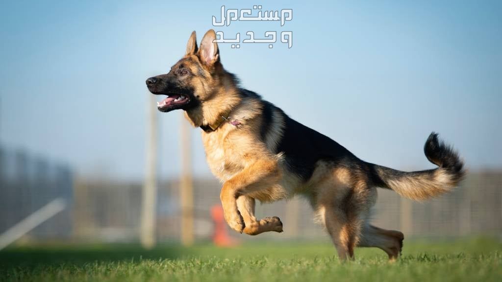 استكشف انواع الكلاب الجيرمن الرائعة كلب جيرمن يقفز