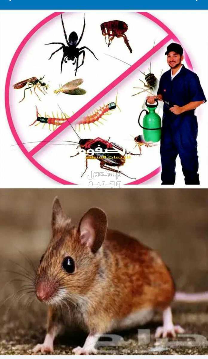 شركة رش مبيد حشرات نمل صراصير بق فأران عناكب ناموس بالرياض