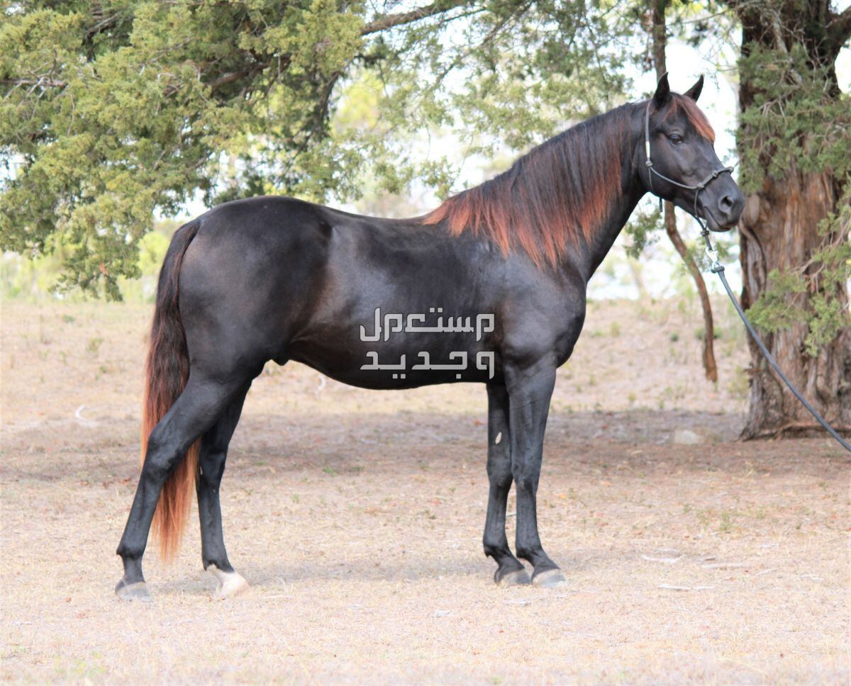 مقارنة شاملة بين الخيل العربي الاصيل وخيول مورجان مورجان داكن اللون