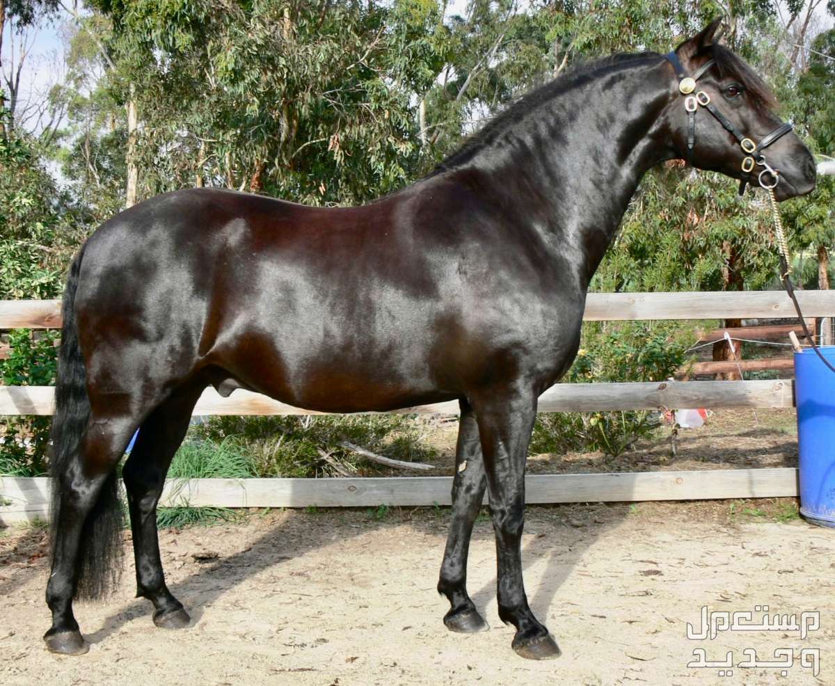 مقارنة شاملة بين الخيل العربي الاصيل وخيول مورجان خيل مورجان أسود