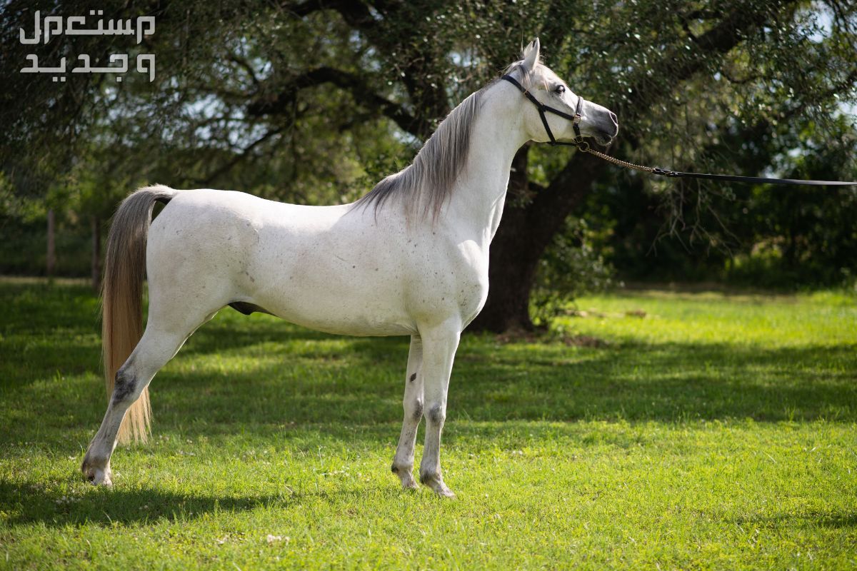 مقارنة شاملة بين الخيل العربي الاصيل وخيول مورجان خيل عربي أصيل أبيض