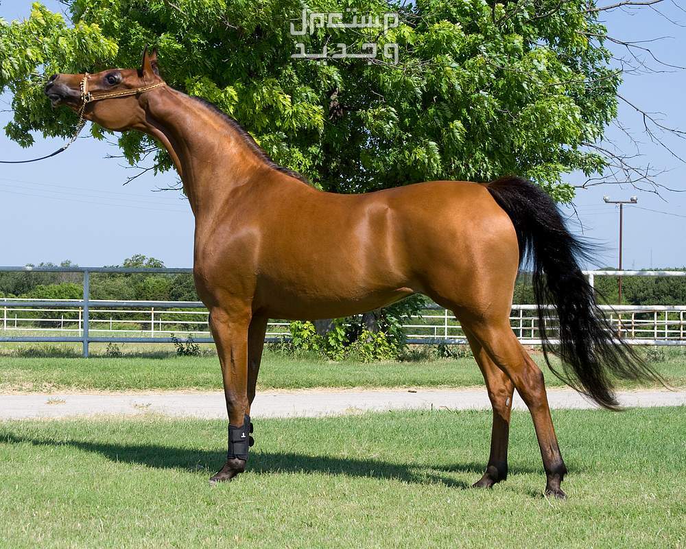 مقارنة شاملة بين الخيل العربي الاصيل وخيول مورجان خيل عربي أصيل بني