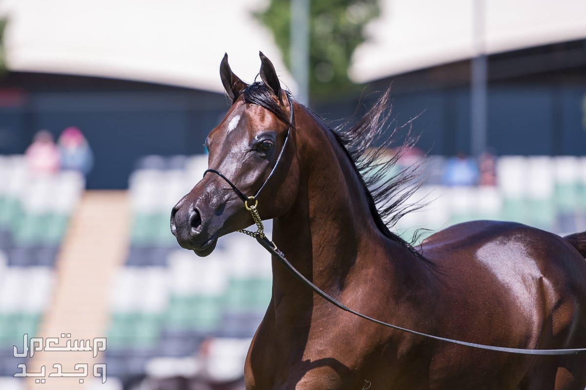 مقارنة شاملة بين الخيل العربي الاصيل وخيول مورجان رأس الخيل العربي
