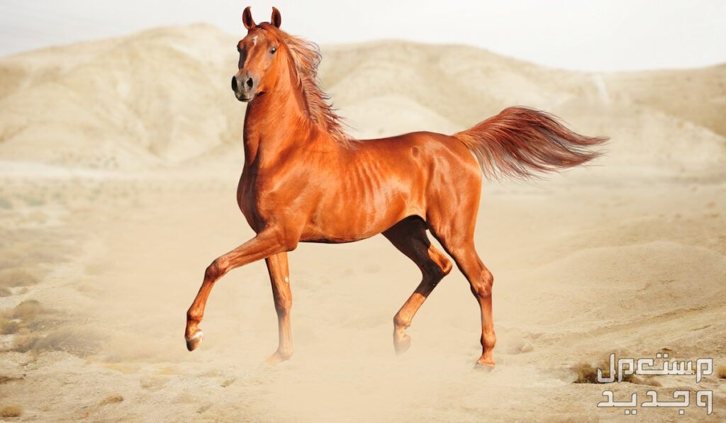 مقارنة شاملة بين الخيل العربي الاصيل وخيول مورجان الخيل العربي الاصيل