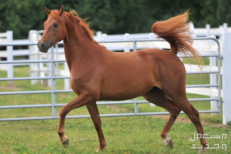 مقارنة شاملة بين الخيل العربي الاصيل وخيول مورجان خيل مورجان يركض