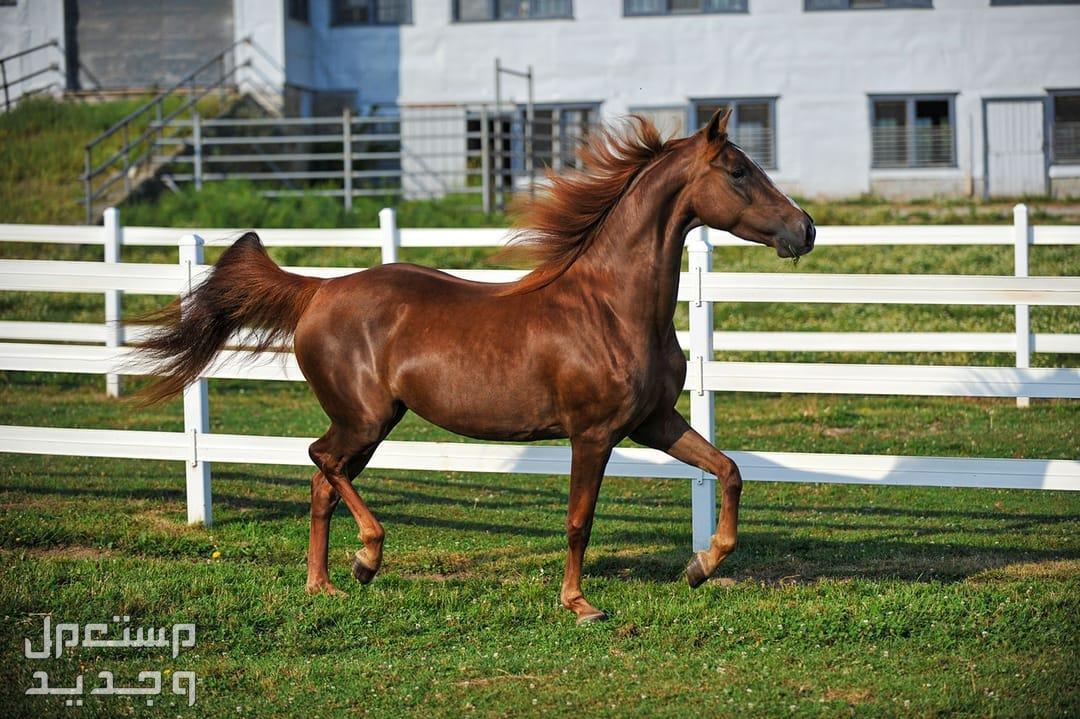 مقارنة شاملة بين الخيل العربي الاصيل وخيول مورجان خيل مورجان يتباهى