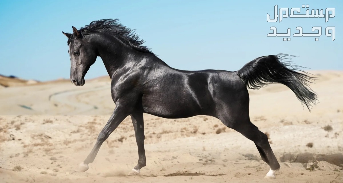 مقارنة شاملة بين الخيل العربي الاصيل وخيول مورجان خيل عربي أصيل داكن اللون