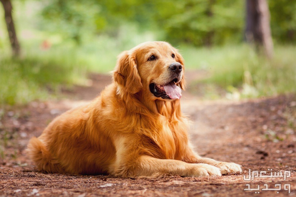 كل ما تحتاج معرفته لتربية الكلاب الجولدن في الإمارات العربية المتحدة كلب جولدن ذهبي