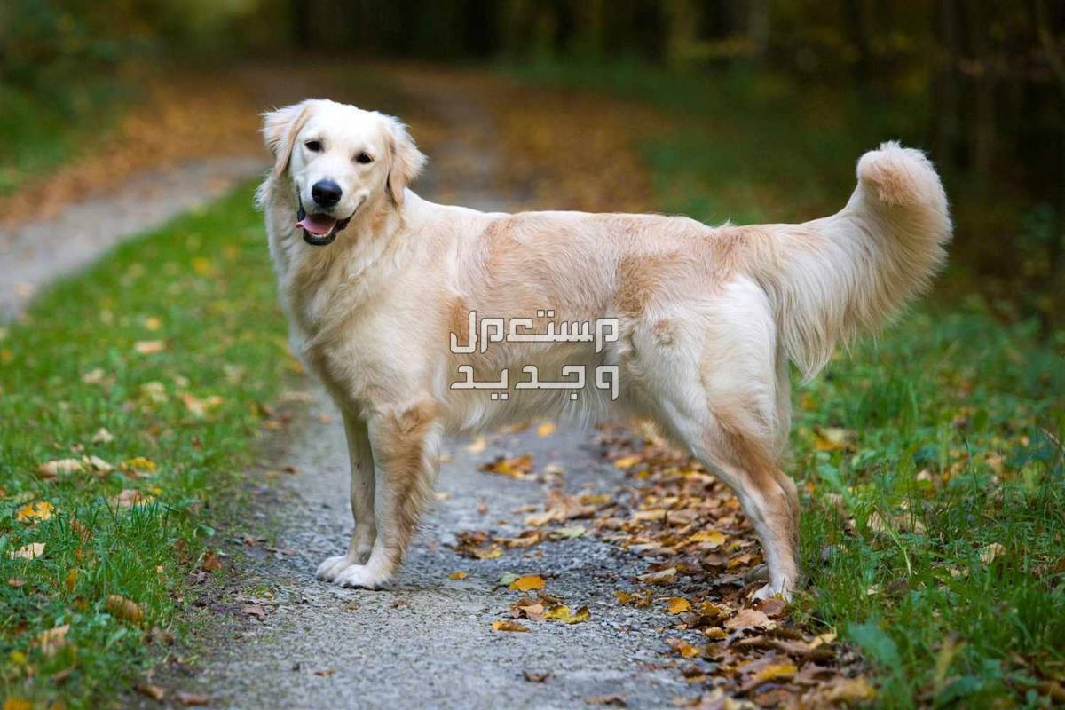 كل ما تحتاج معرفته لتربية الكلاب الجولدن في الإمارات العربية المتحدة كلب جولدن فاتح اللون