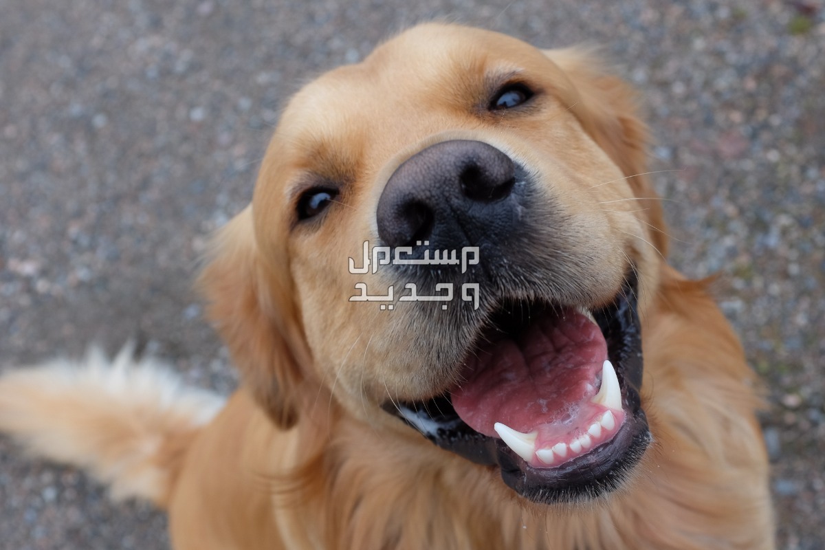 كل ما تحتاج معرفته لتربية الكلاب الجولدن في الإمارات العربية المتحدة كلب جولدن يبتسم