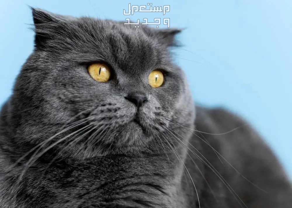 تعرف على اسعار القطط البريطانية وأهم صفاتها في الإمارات العربية المتحدة قط بريطاني أسود